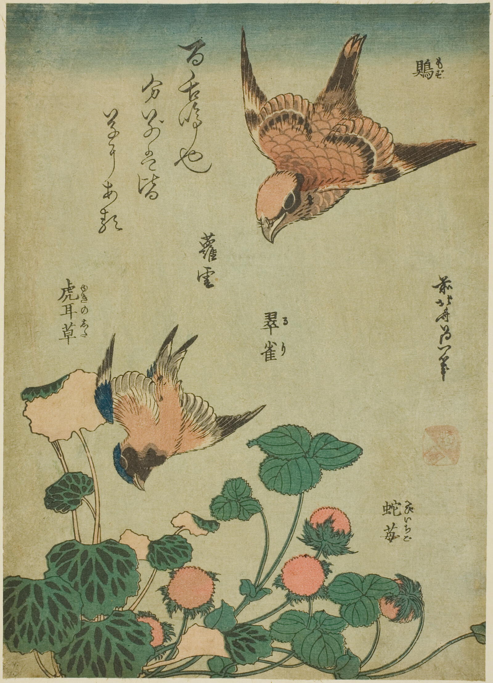 北斎の木版画。ユキノシタと赤い実をつけた野いちごの上を飛ぶ2羽の小鳥。