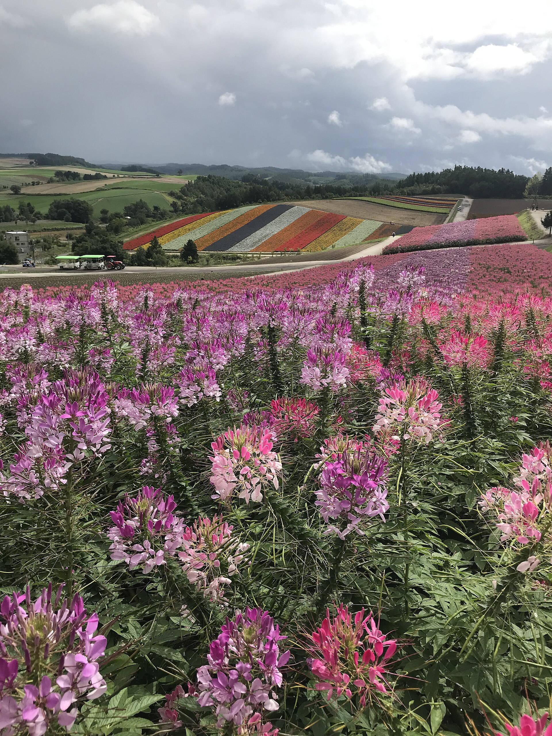 夏の北海道、なだらかな丘に広がるピンクの花畑。