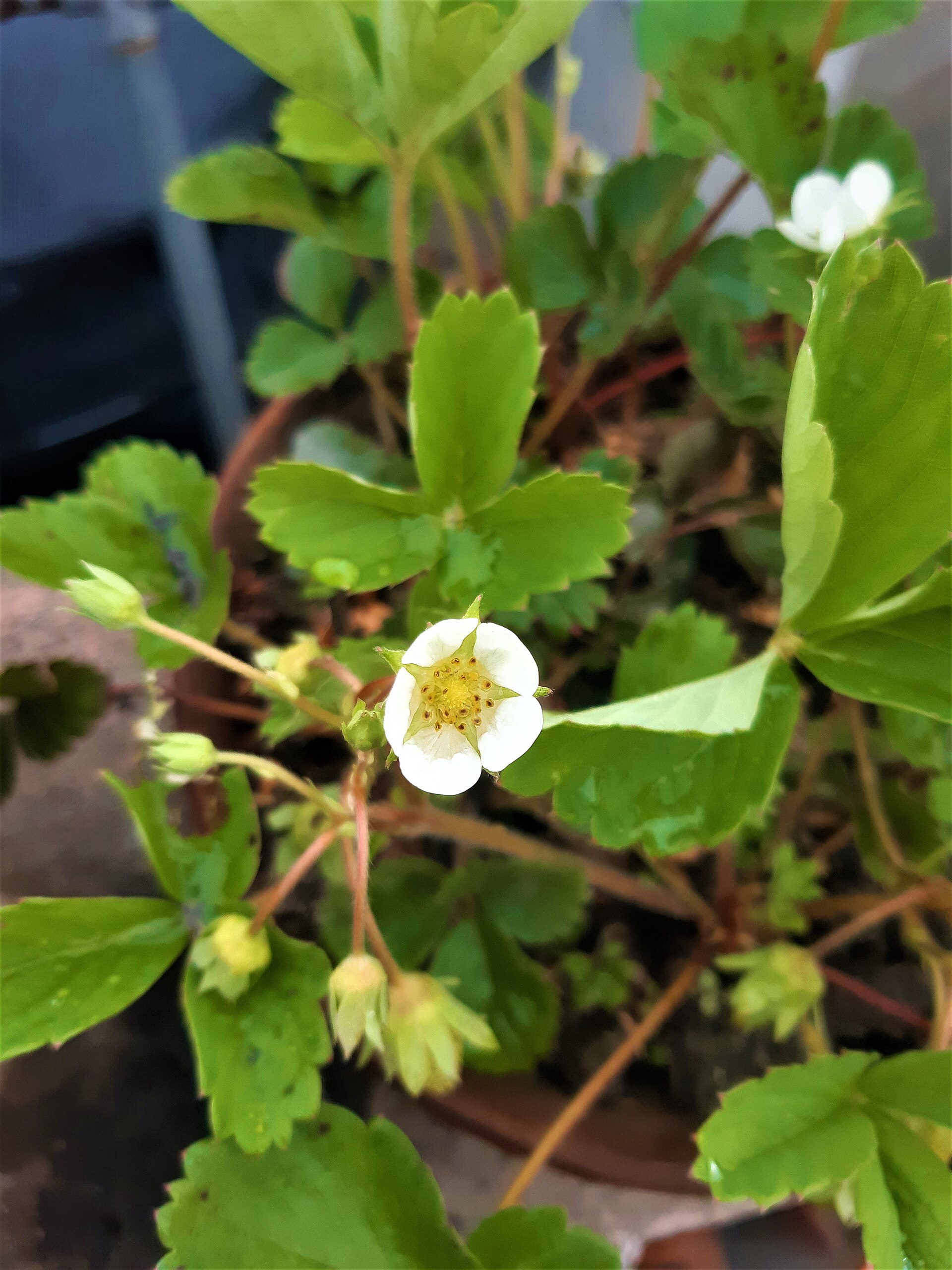 緑の葉に咲く白いいちごの花。