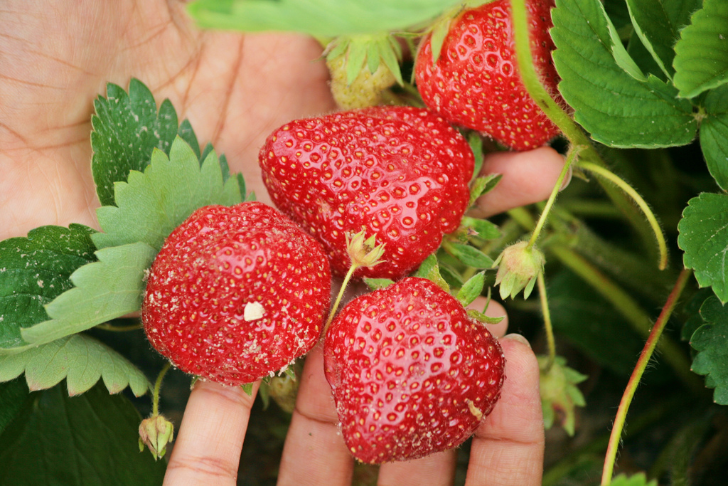 摘んだばかりの完熟いちごを手のひらに。